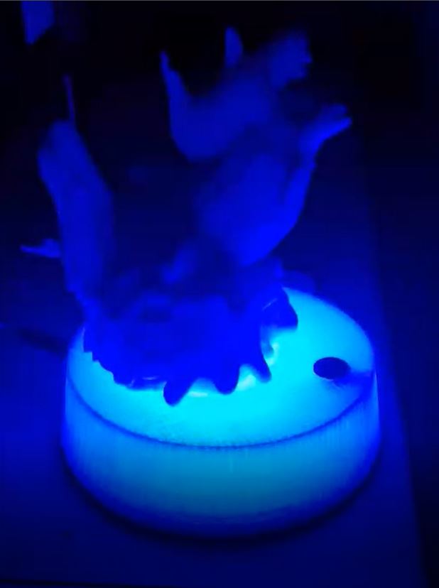 Dolphin lamp